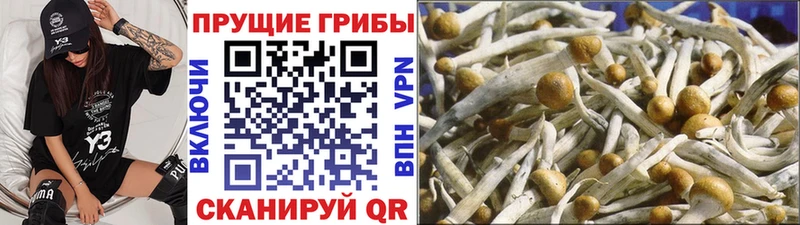 Галлюциногенные грибы Psilocybine cubensis  mega зеркало  Буинск 